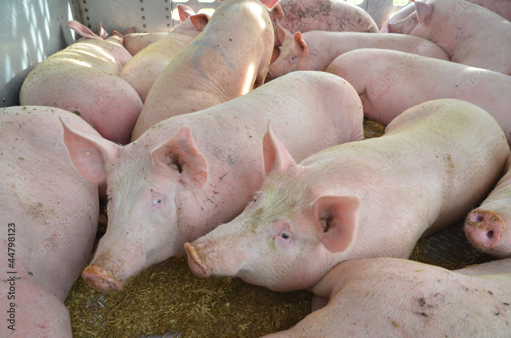 Pigs inside of a livestock trailer Pigs inside of a livestock trailer