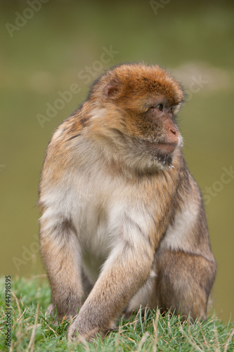 Macaque monkey