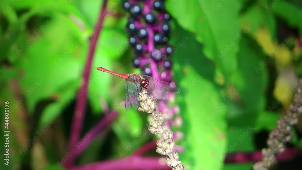 red dragonfly red dragonfly