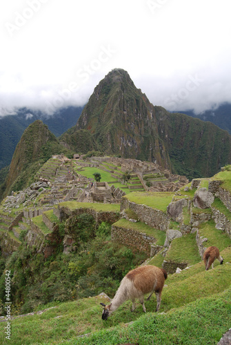 Dos llamas en las ruinas del Machu Picchu.. Peru