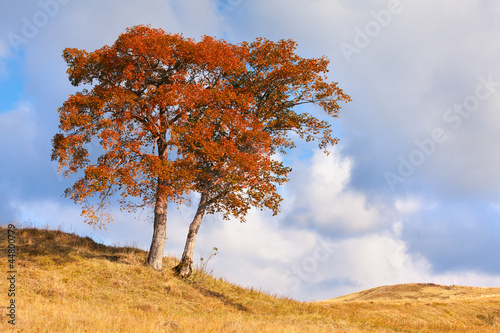 Lonely autumn tree