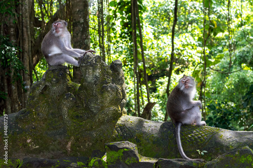 Two monkeys in Bali Ubud forest