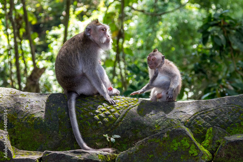 Two monkeys in Bali Ubud forest