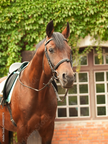 wonderful breed dressage bay stallion front stable © anakondasp