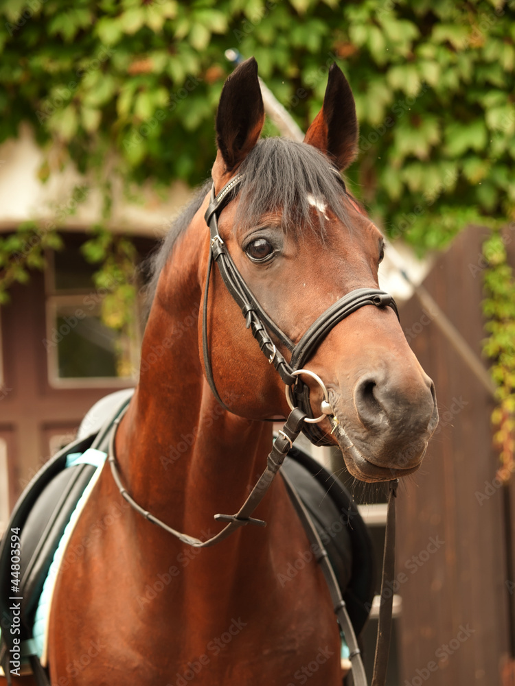 beautiful breed dressage bay stallion posing front stable