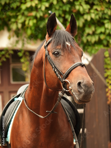 beautiful breed dressage bay stallion posing front stable © anakondasp