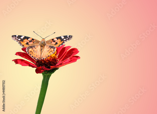 Wallpaper Mural butterfly (Painted Lady) on flower (zinnia) Torontodigital.ca