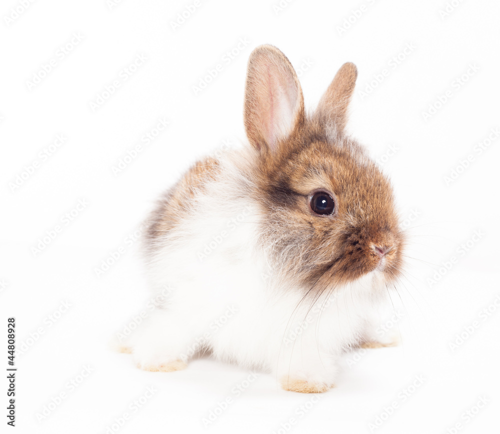 Rabbit Rabbit