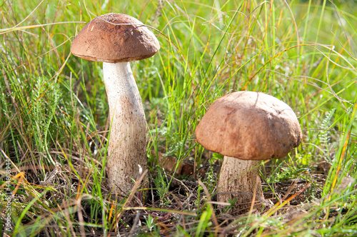 Mushrooms growing on grass.