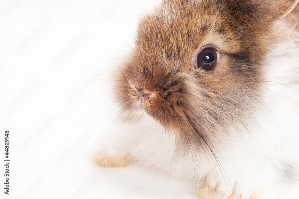 Rabbit Rabbit