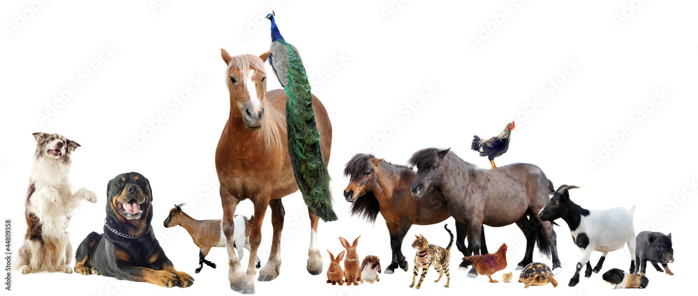 Obraz premium farm animals