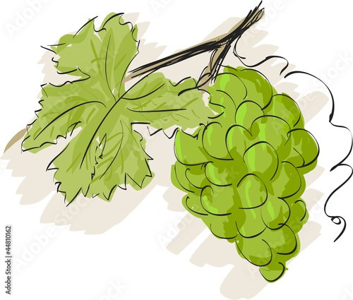 cluster of grapes illustration