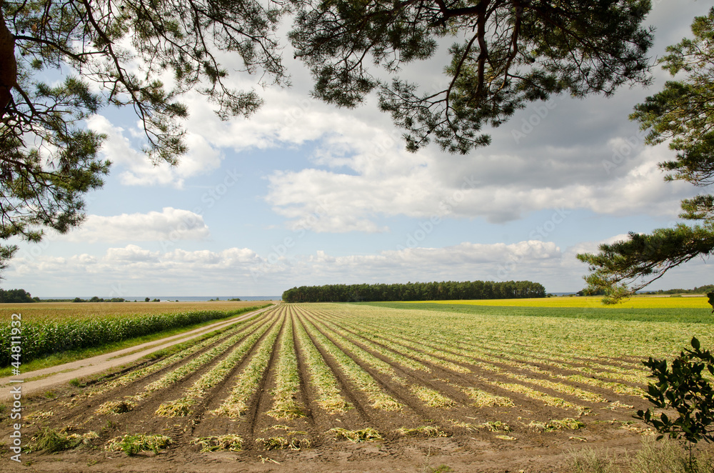 Dirt road in a agricultural landscape