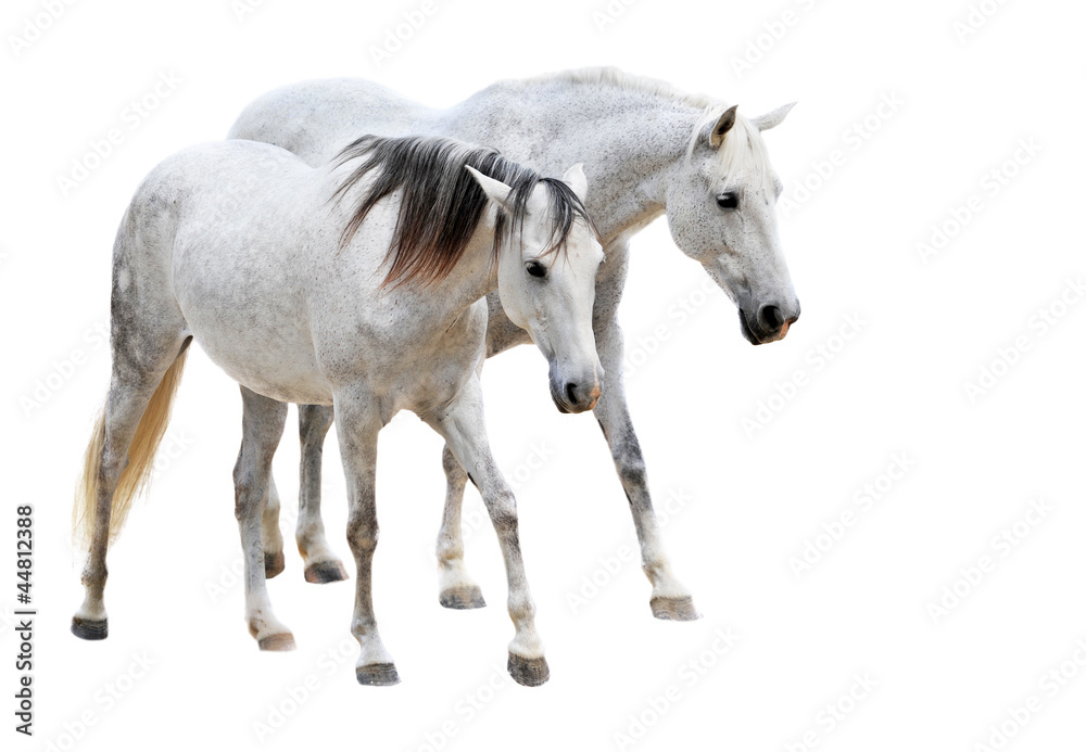 chevaux camargues