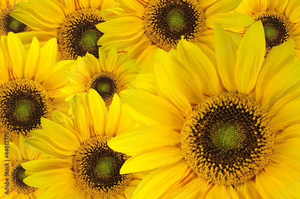 Obraz premium Sonnenblumen