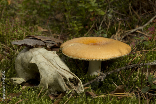 Skull near the fungus