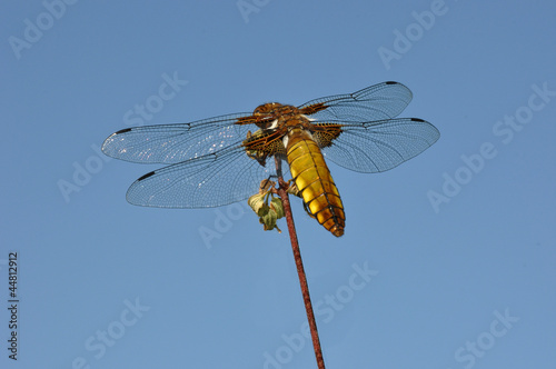 Broad-bodied Chaser (female, Libellula depressa) photo