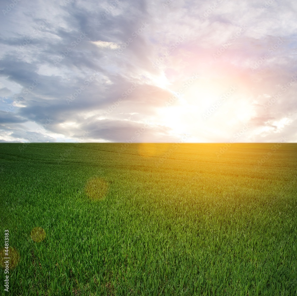 Sun over a field