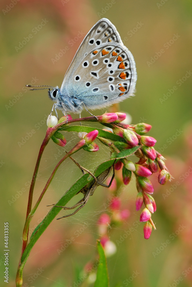 Obraz premium Farfalla e il ragno