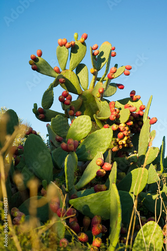 Fotografie prickly pears