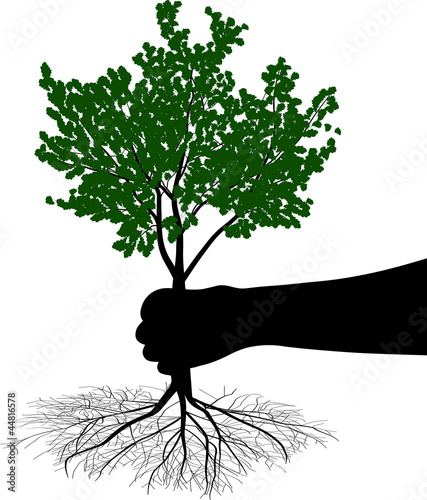 hand holding tree with root