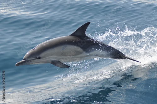 Delfin © ciesiel