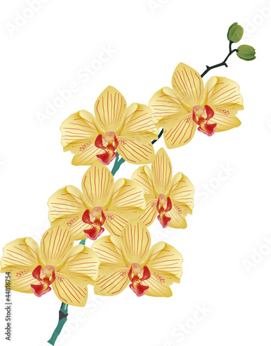 gold orchid flower branch on white