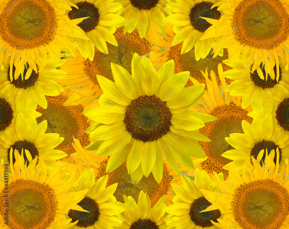 Fototapeta premium yellow sunflowers background