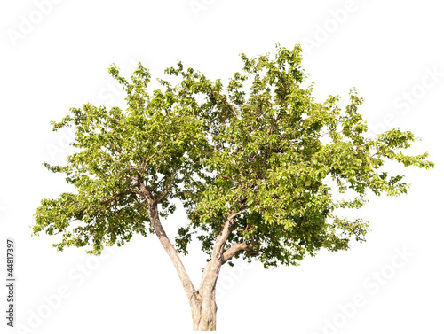 apple-tree with small fruits isolated on white