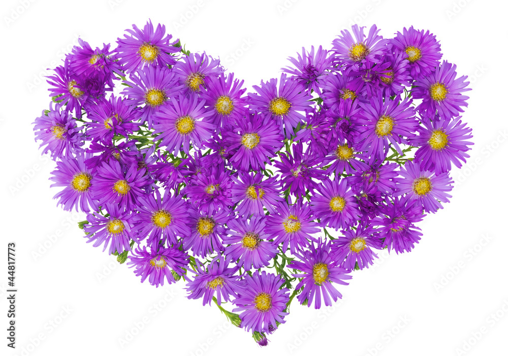 Heart from  magenta chrysanthemums