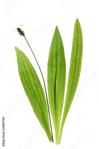 Spitzwegerich (Plantago lanceolata)