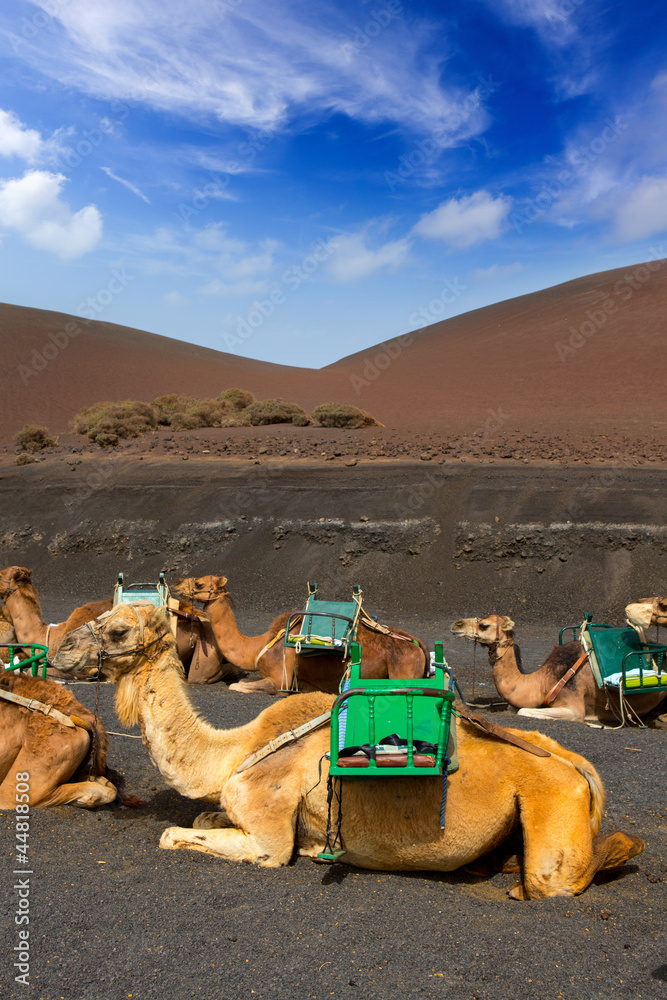 Fototapeta premium Camel in Lanzarote in timanfaya fire mountains