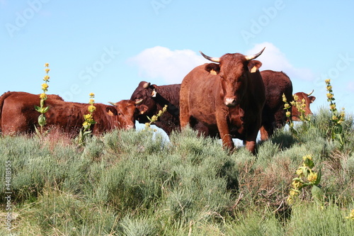 Wallpaper Mural Highland Cow