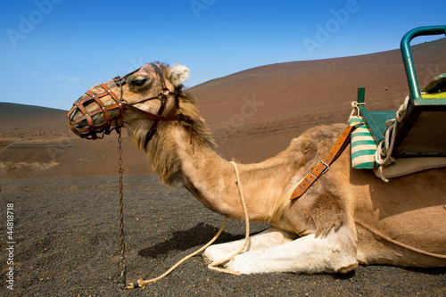 Camel in Lanzarote in timanfaya fire mountains