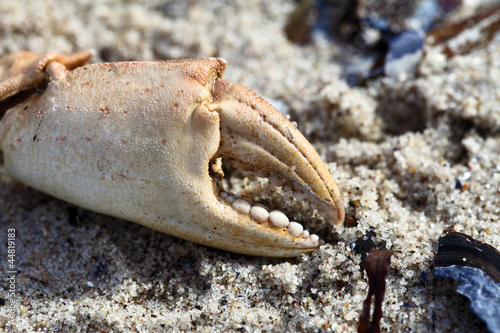 Krabbenklaue einer Gemeinen Strandkrabbe