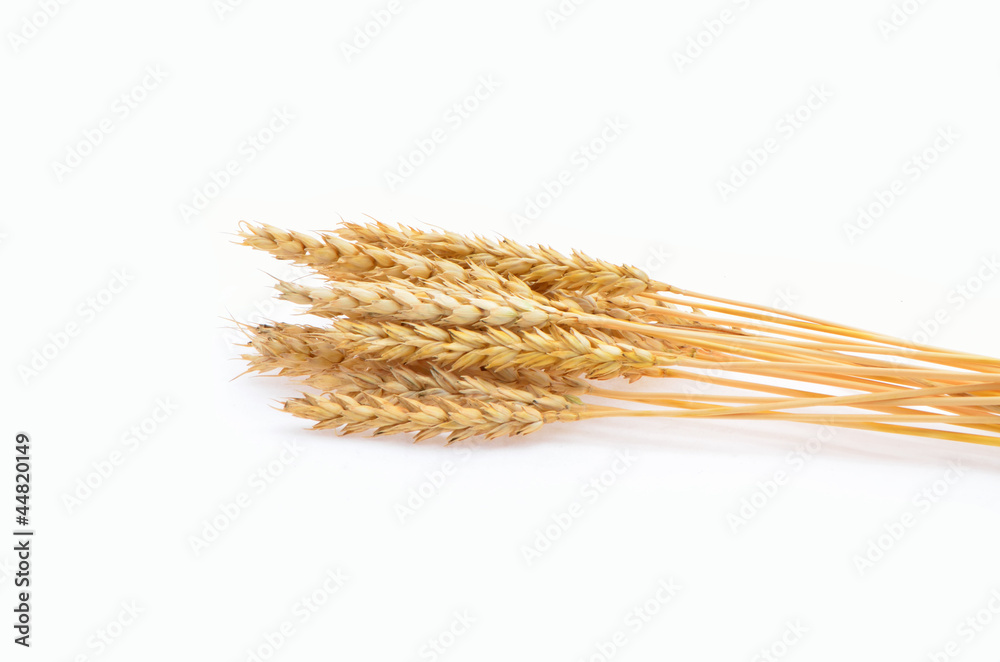 ripe ears of wheat - obrazy, fototapety, plakaty 