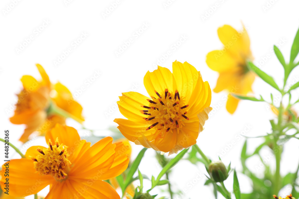 Yellow cosmos isolated on white background Yellow cosmos isolated on white background