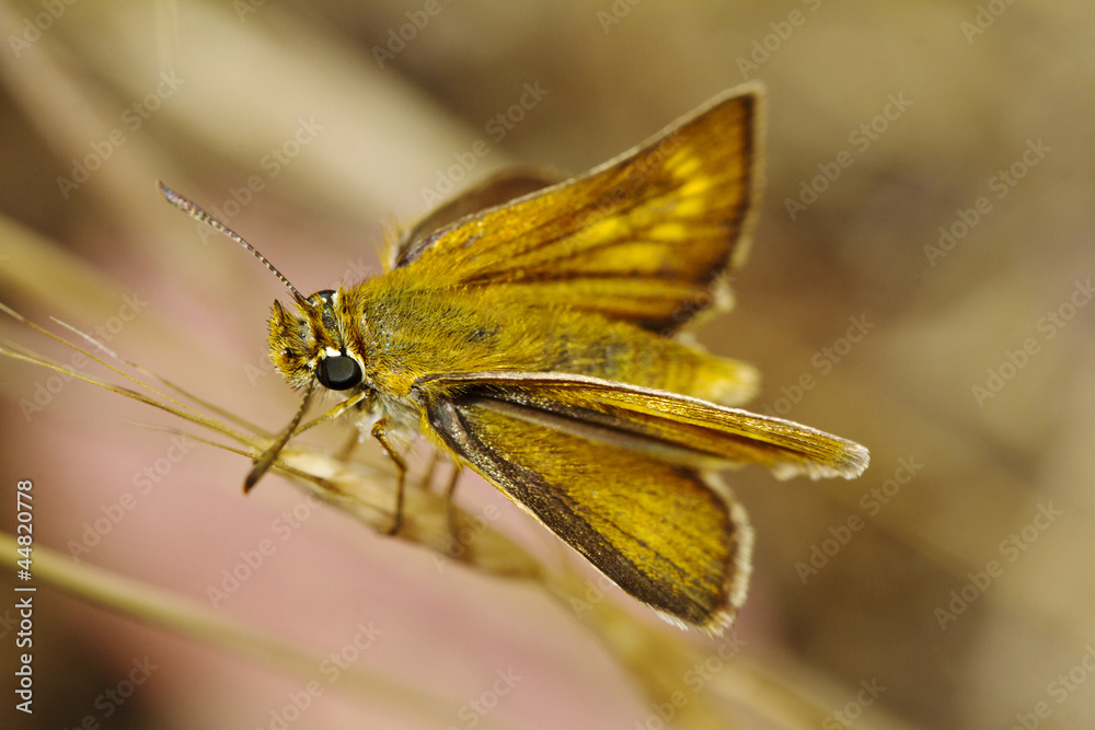 Lulworth Skipper (Thymelicus acteon) Lulworth Skipper (Thymelicus acteon)