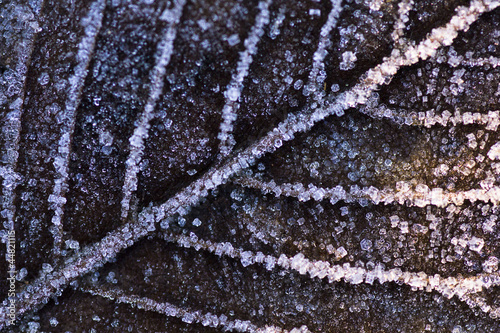 Frozen Dew on a leaf close up background