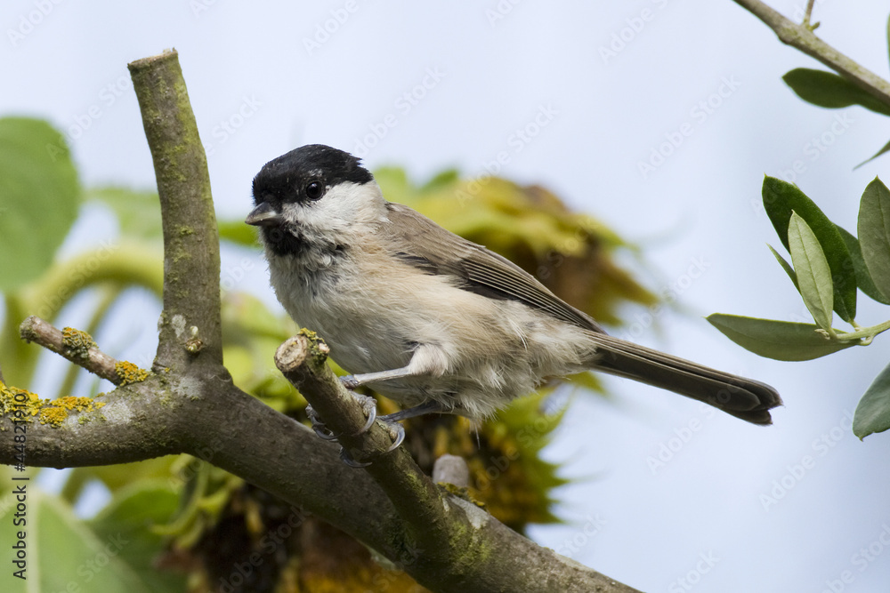 Mésange nonnette - Marsh Tit - Poecile palustris Mésange nonnette - Marsh Tit - Poecile palustris