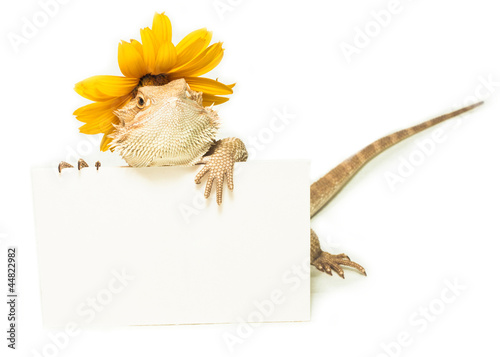lizard holding card in hand on white