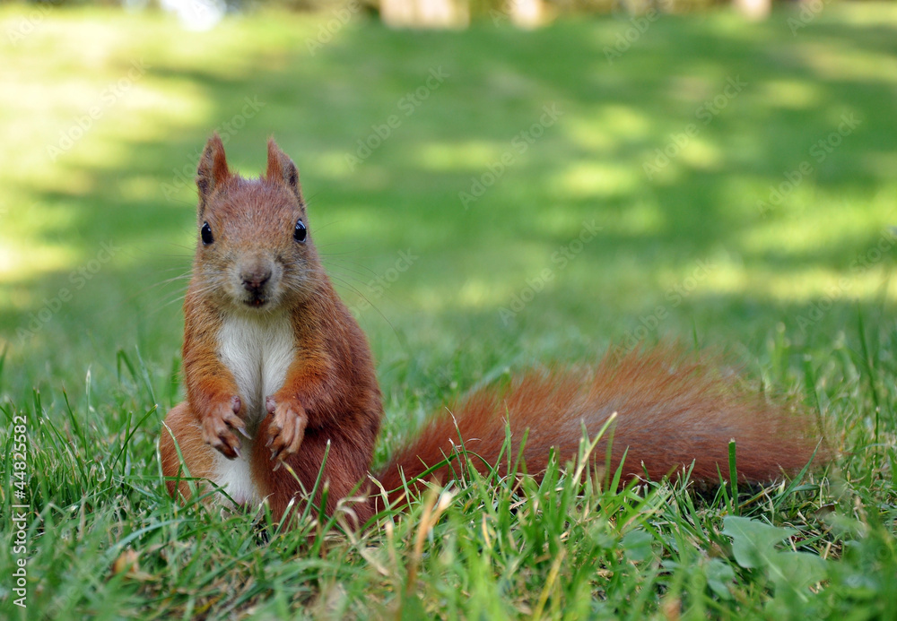 Red Squirrel eating a nut Red Squirrel eating a nut