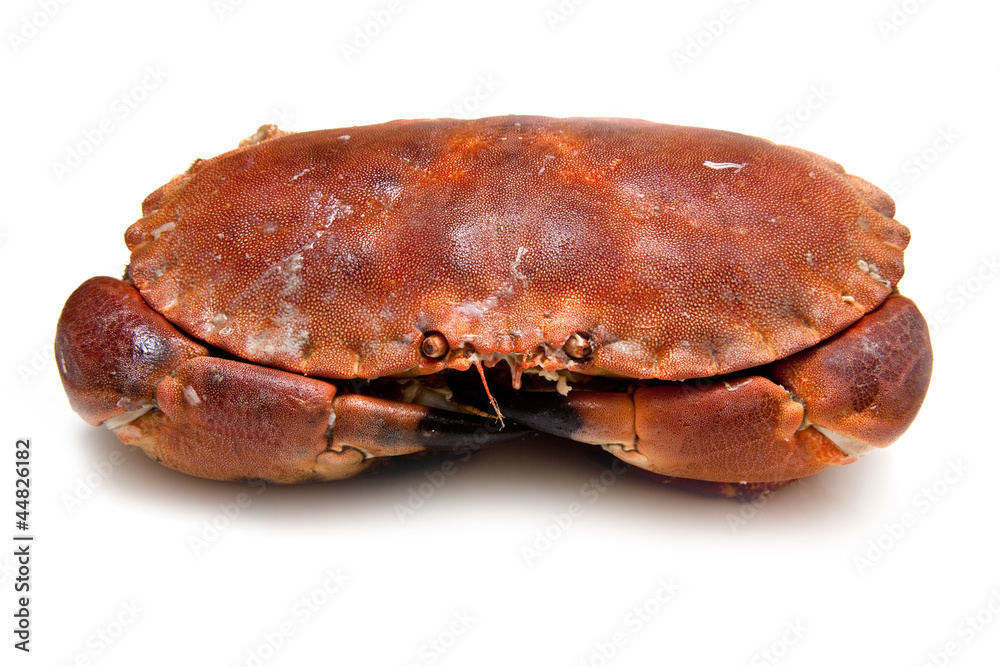 Edible brown crab isolated on a white studio background. Edible brown crab isolated on a white studio background.
