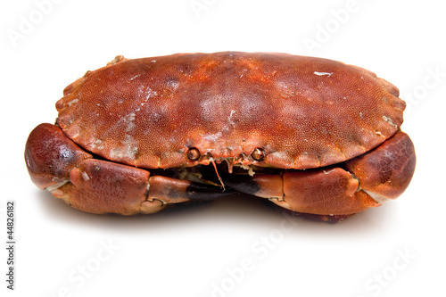 Edible brown crab isolated on a white studio background.