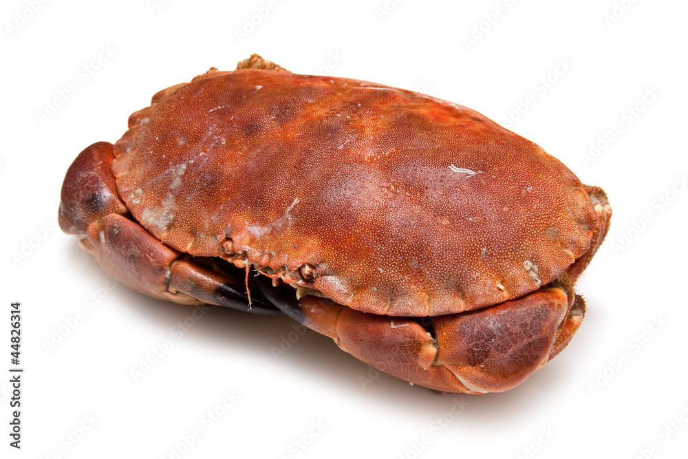 Edible brown crab isolated on a white studio background.