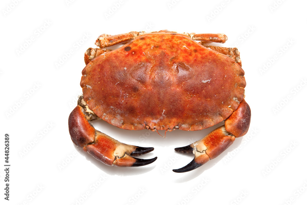 Edible brown crab isolated on a white studio background. Edible brown crab isolated on a white studio background.