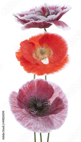Fototapeta Naklejka Na Ścianę i Meble -  poppy