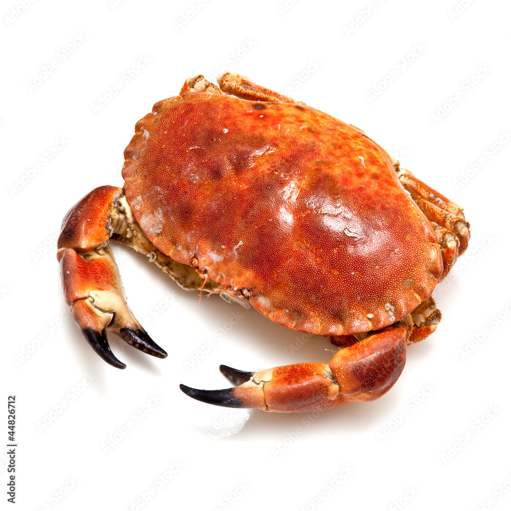 Edible brown crab isolated on a white studio background. Edible brown crab isolated on a white studio background.