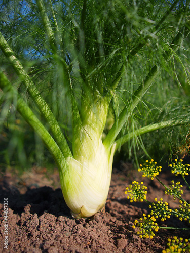 Fenchel im Garten photo