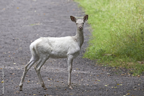 White Deer